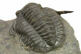 Diademaproetus Trilobite Fossil - Beautiful Preservation #275310-5